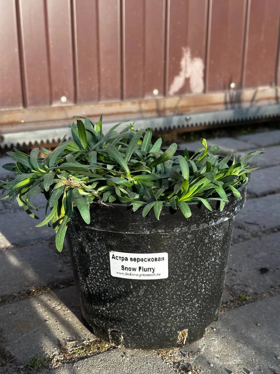 Астра вересковая Snow Flurry конт 2-3 л