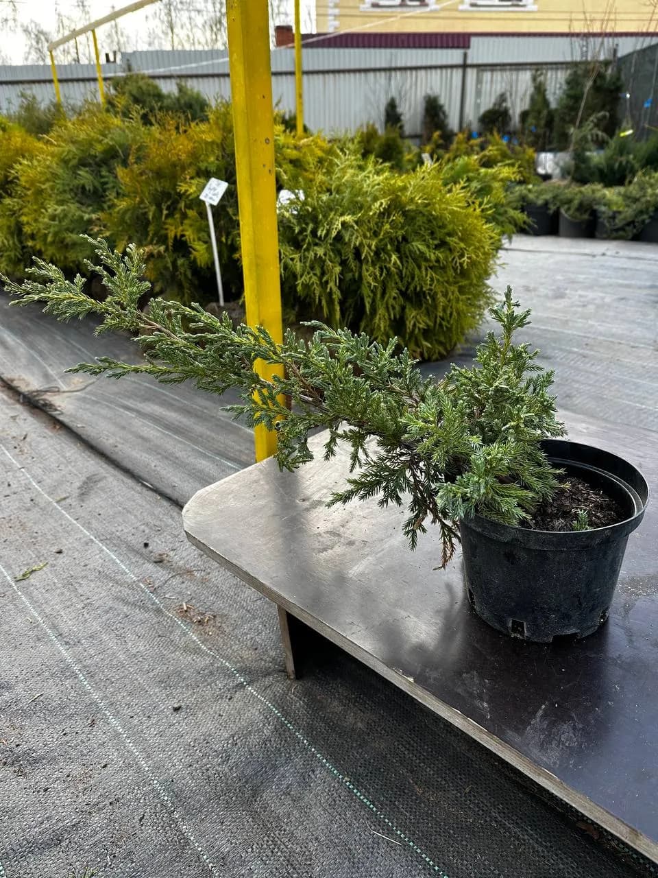 Можжевельник чешуйчатый "Блю Карпет" 20-30