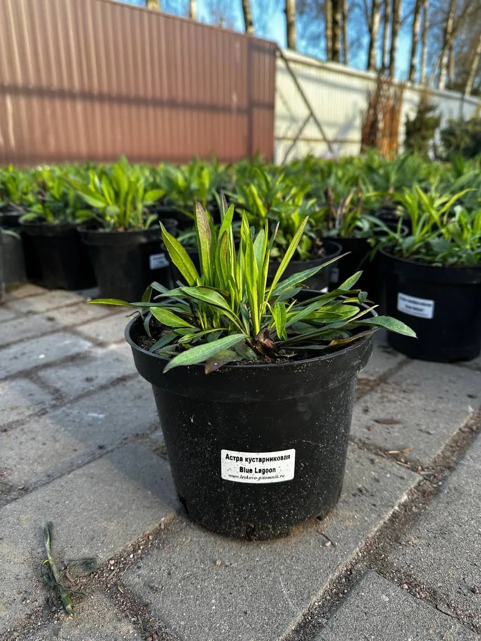 Астра кустарниковая Blue Lagoon конт 2-3л