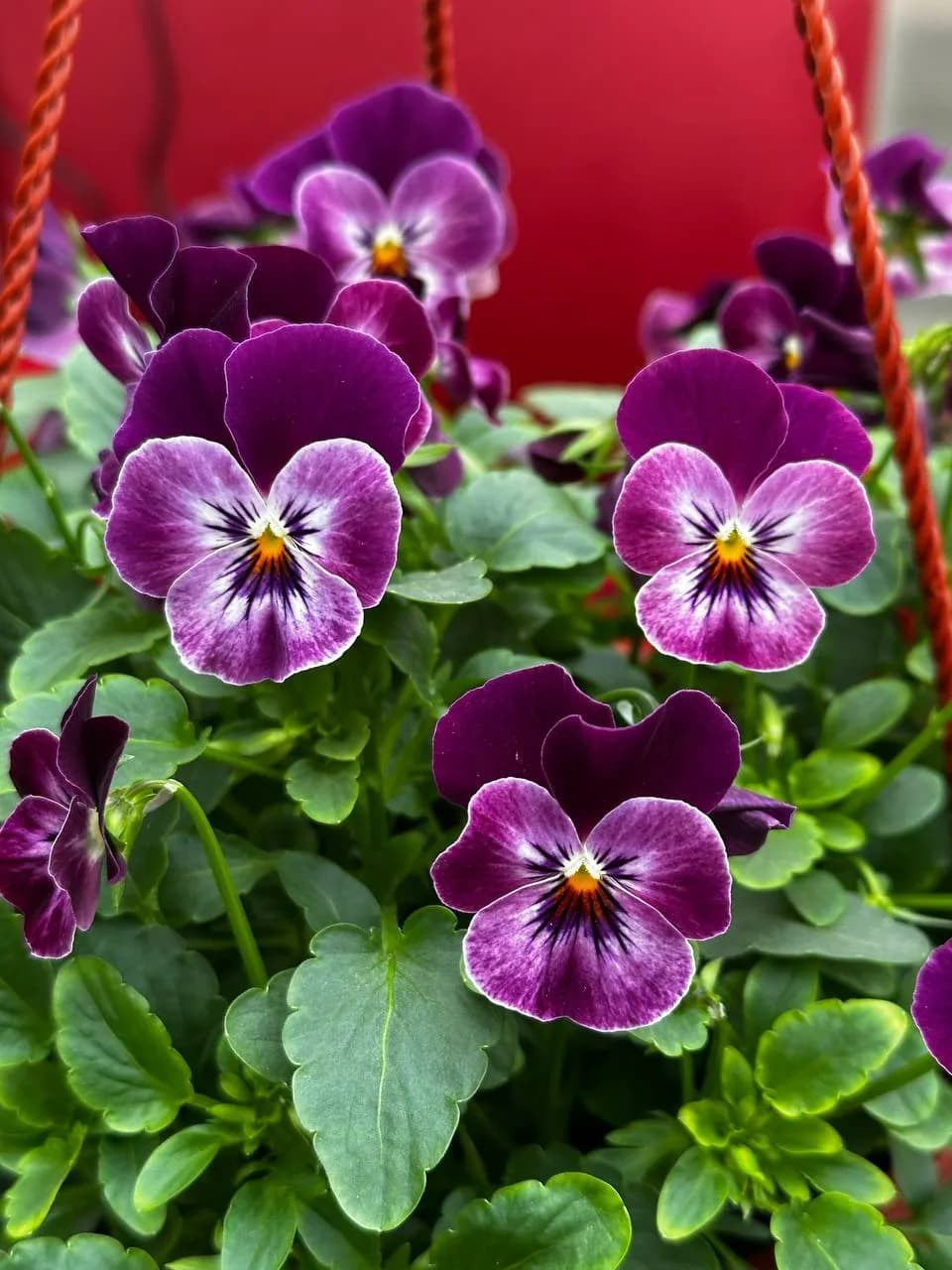 Виола ампельная смесь, кашпо D16