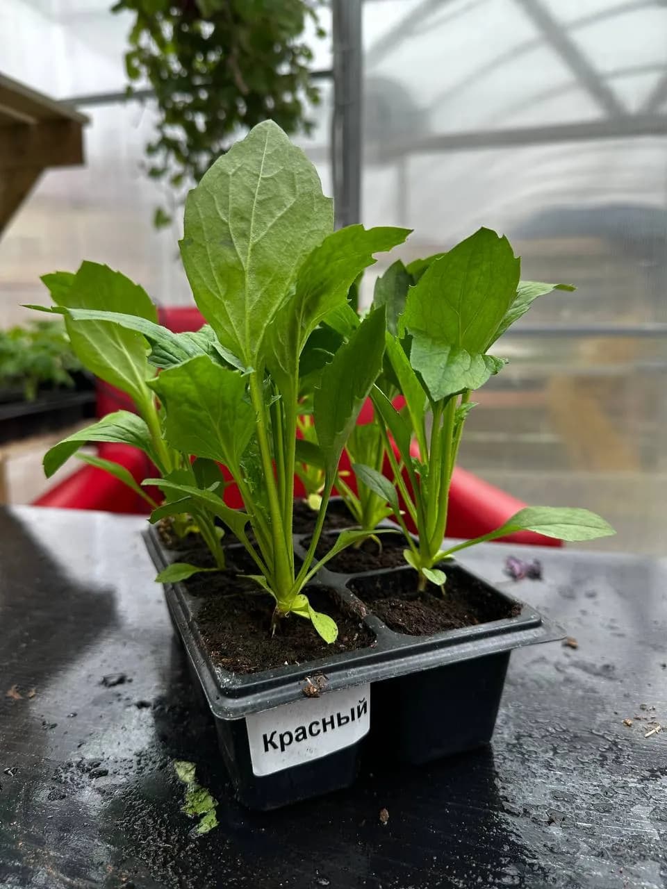 Астра смесь, Е6