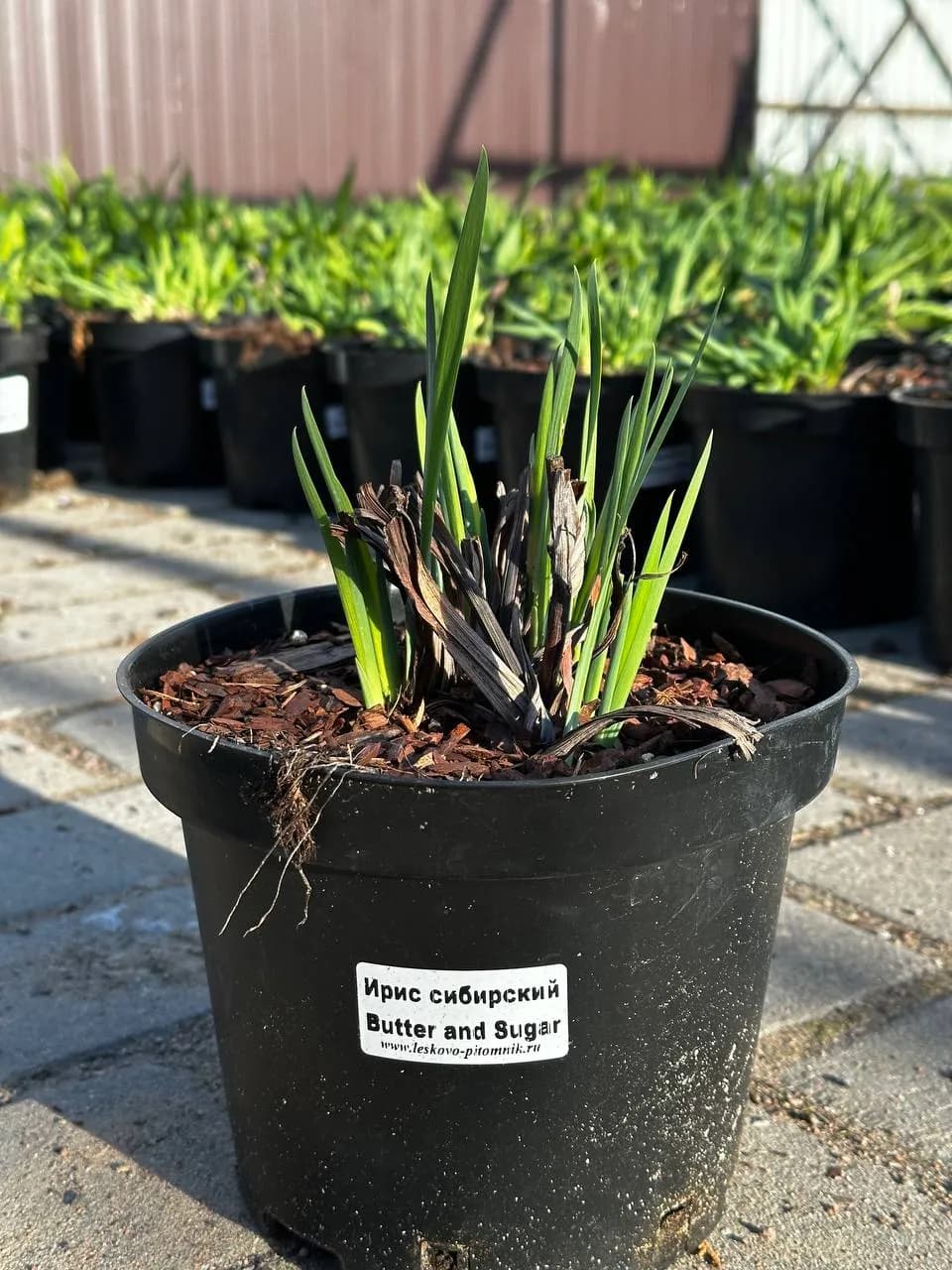 Ирис сибирский Butter and Sugar конт 2-3 л