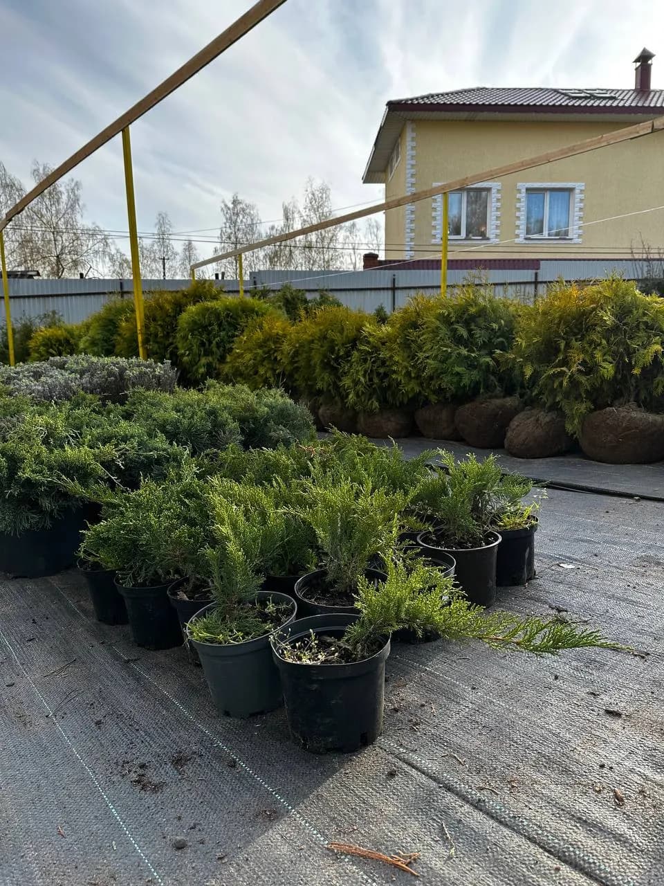 Можжевельник казацкий "Тамарисцифолия"