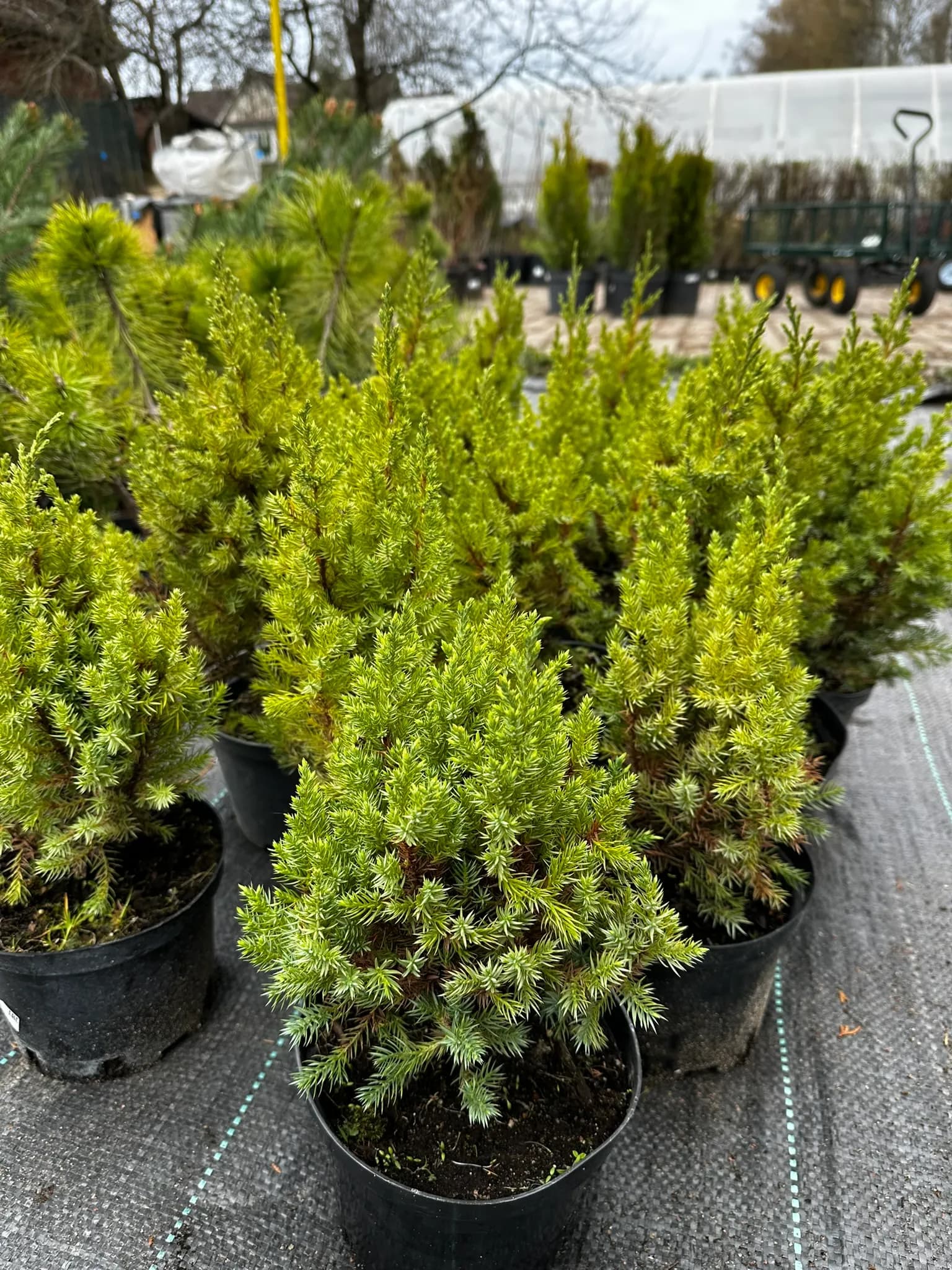 Можжевельник китайский "Стрикта"10-20