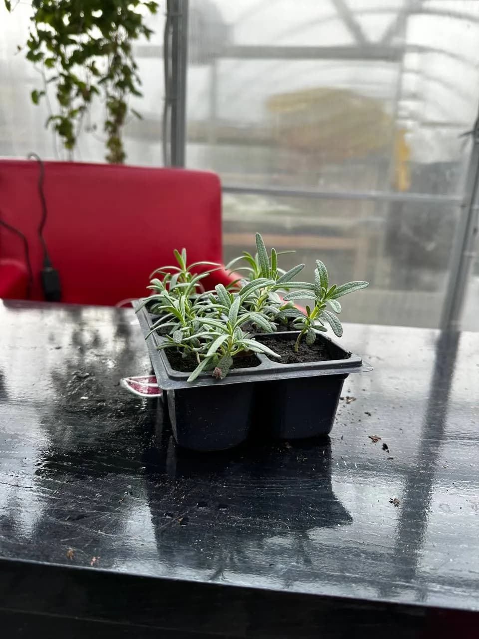 Розмарин, E6