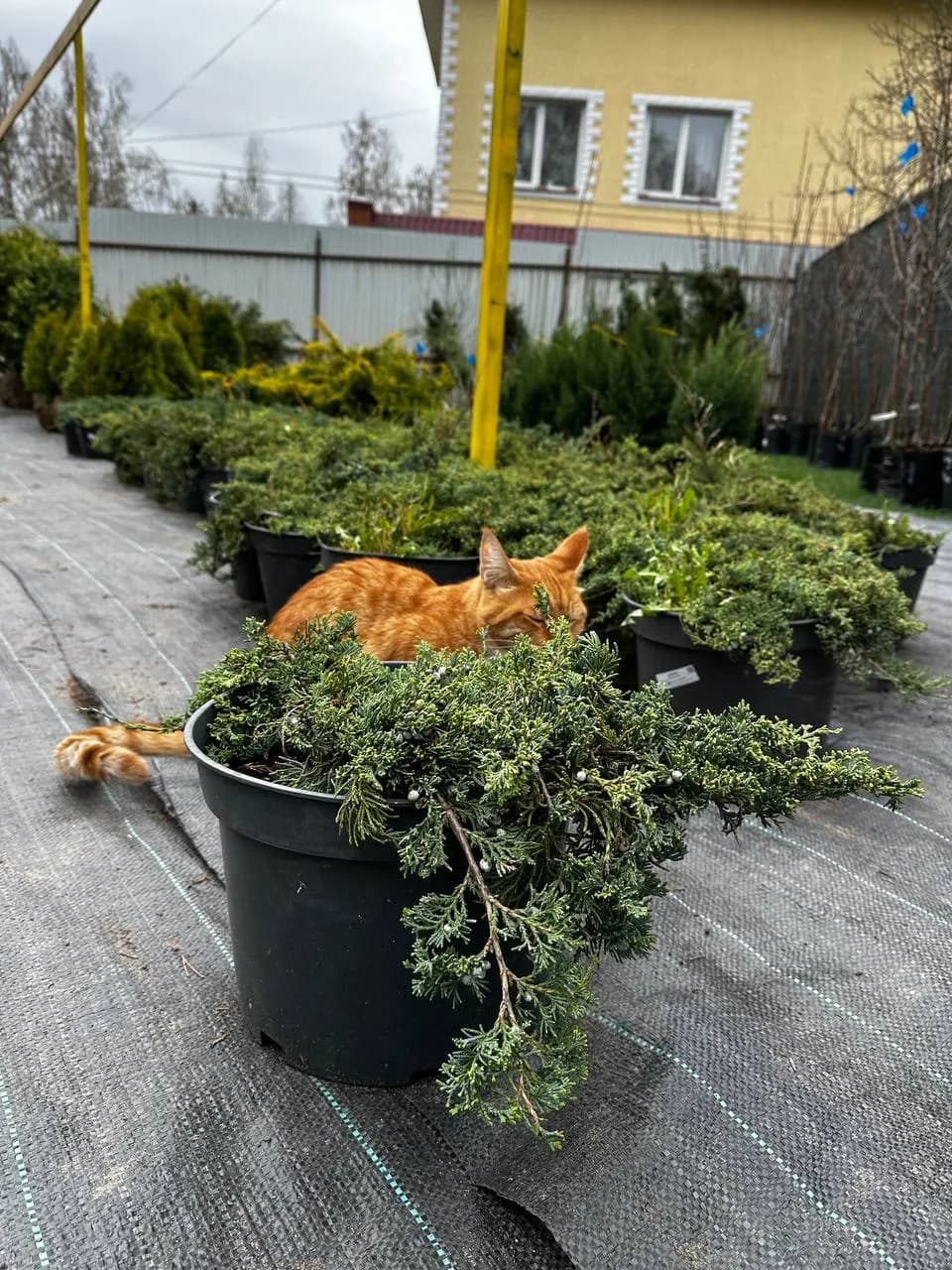 Можжевельник горизонтальный "Вилтони" 10-15