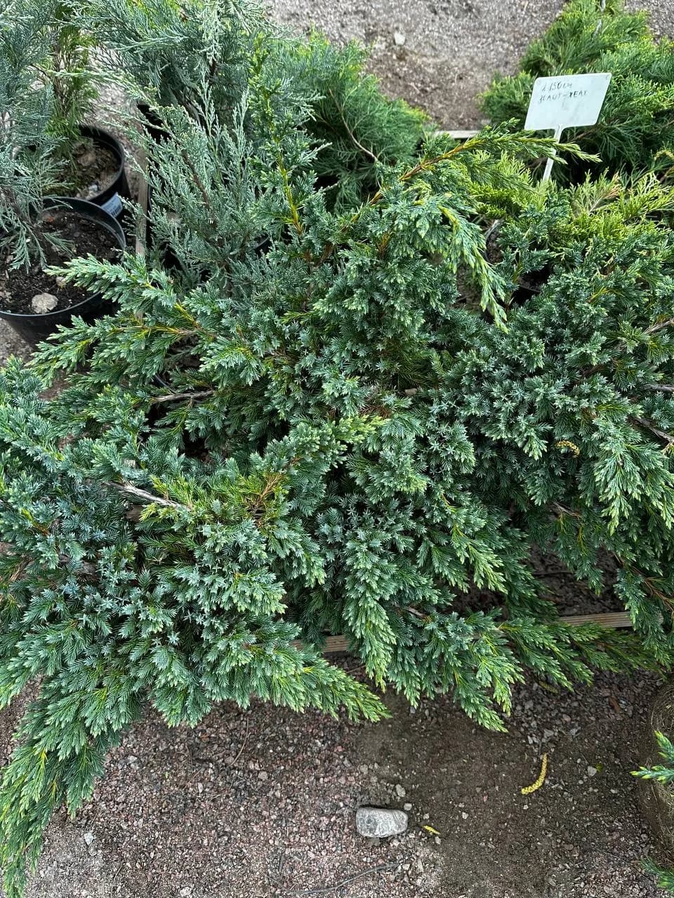 Можжевельник чешуйчатый  "Блю Швед"