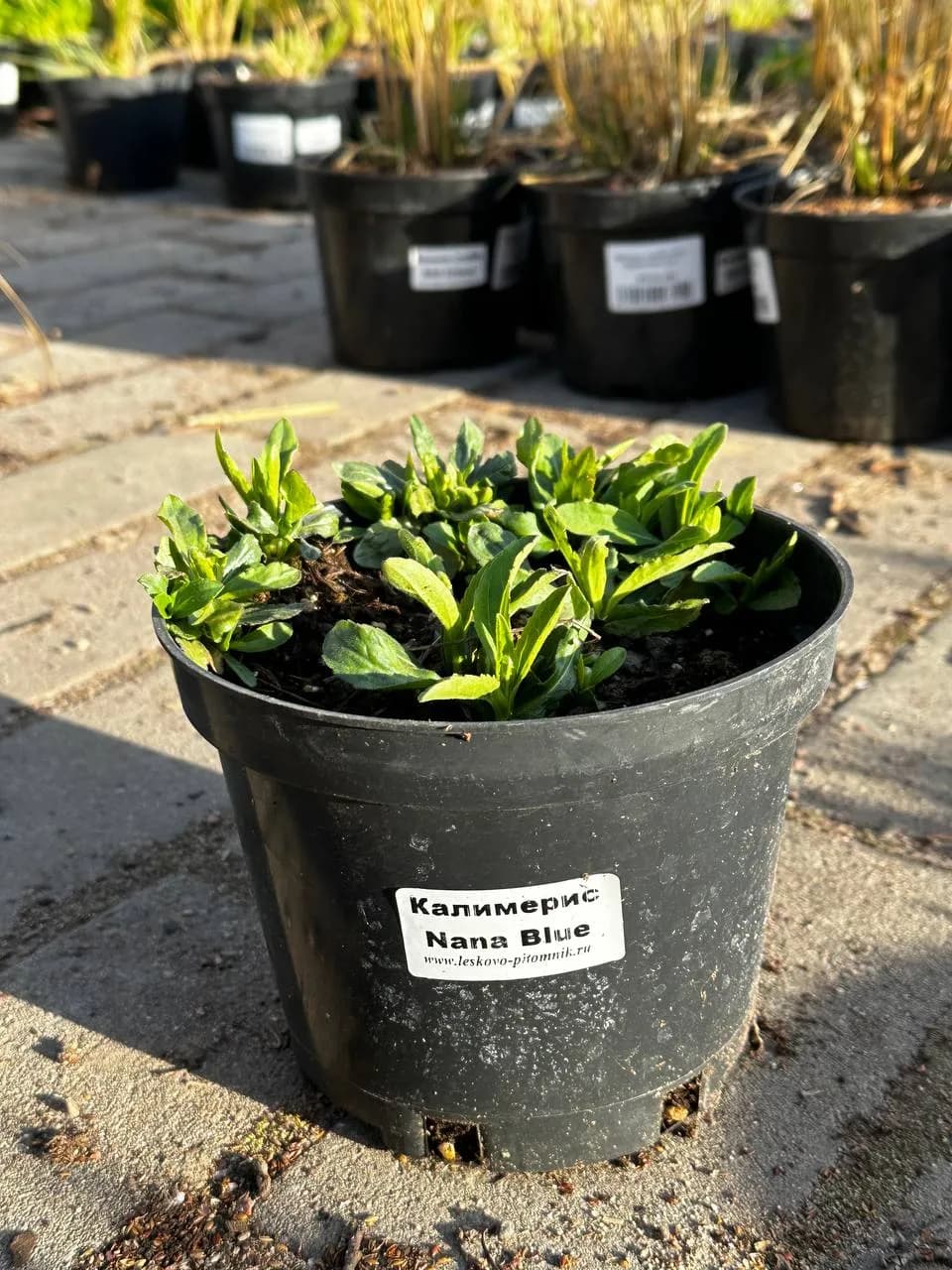 Калимерис надрезанный Nana Blue конт 2-3л