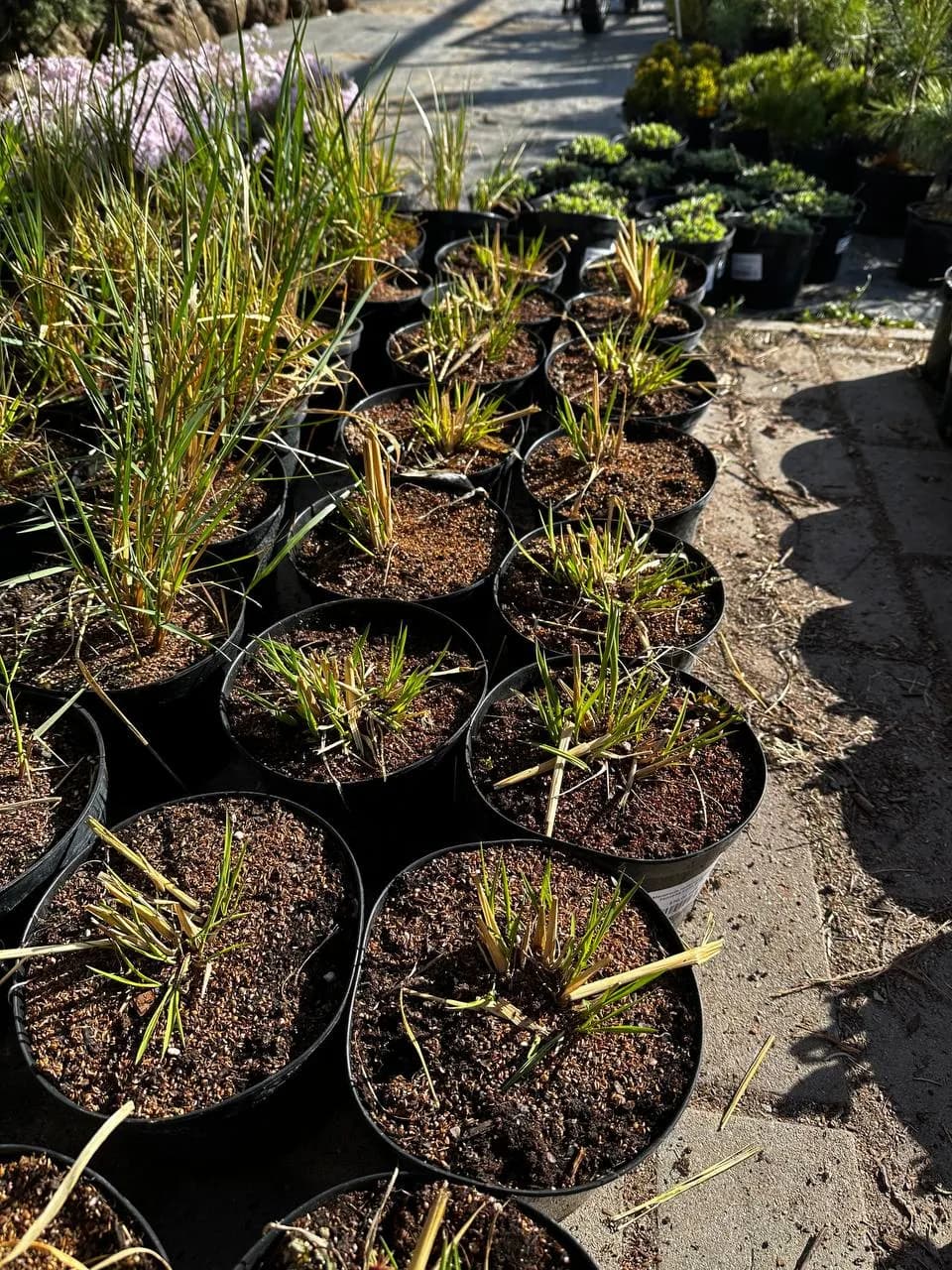 Молиния тростниковая Fontane конт 2-3л