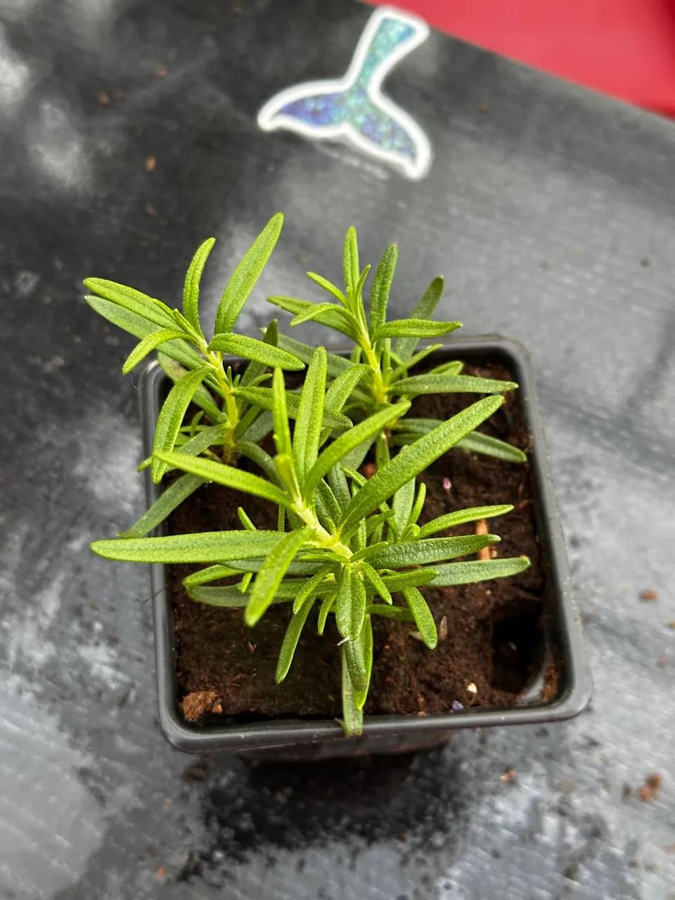 Розмарин микс, P9