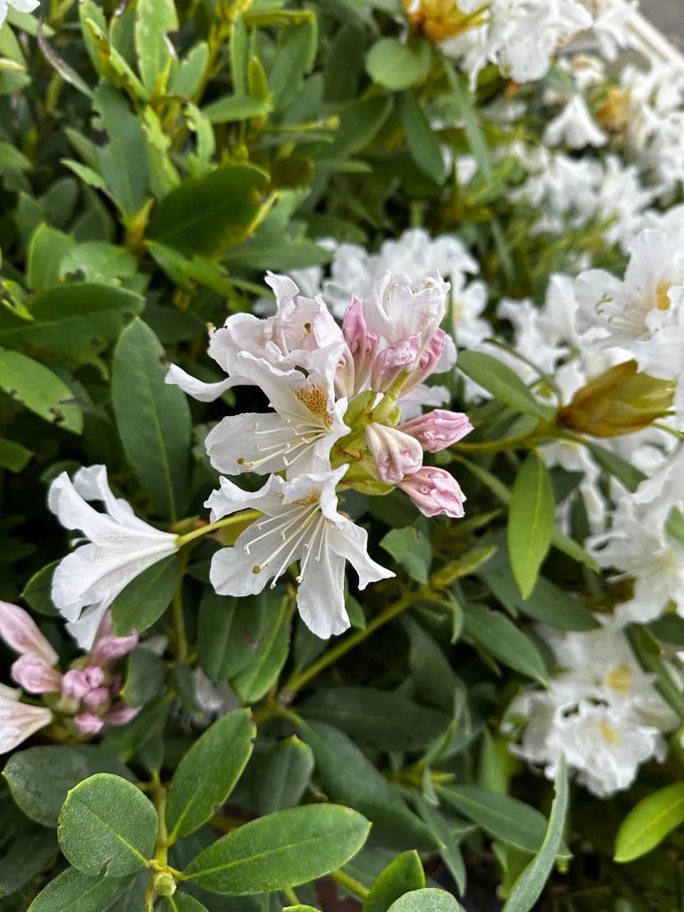 Рододендрон гибридный "CUNNINGHAM`S WHITE"