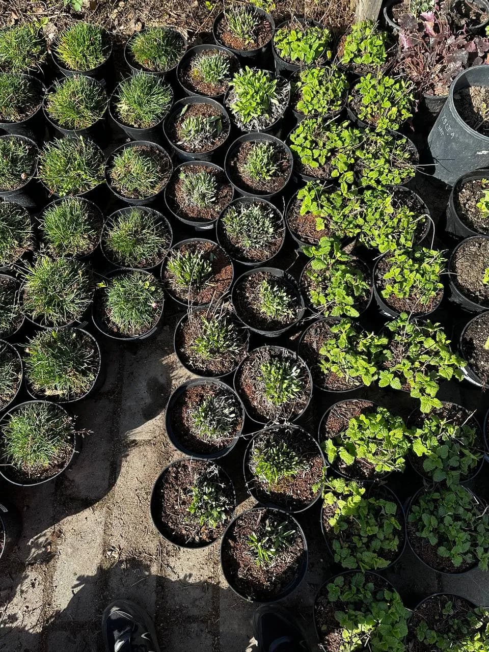 Хоста White Feather конт 2-3л