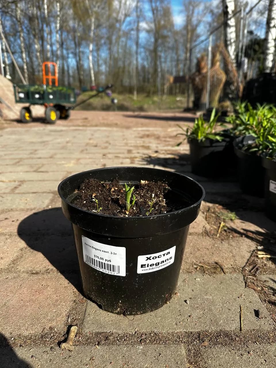 Хоста Elegans конт. 2-3л