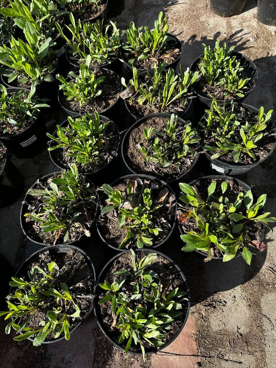 Нивяник Crazy Daisy конт 2-3л