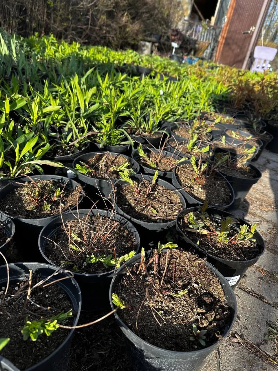 Дербенник Morden Pink конт 2-3л