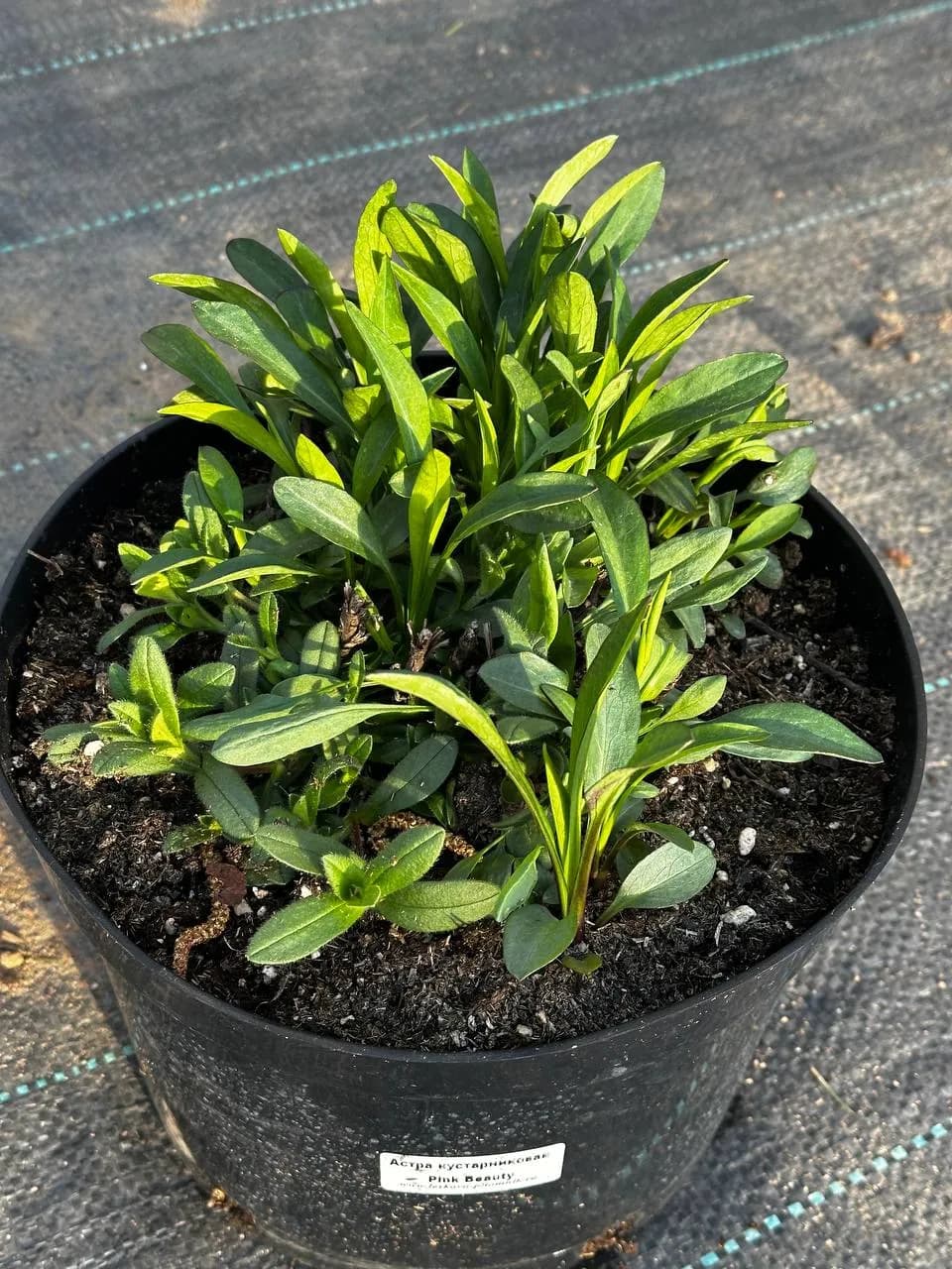 Астра кустарниковая Pink Beauty конт 7,5л