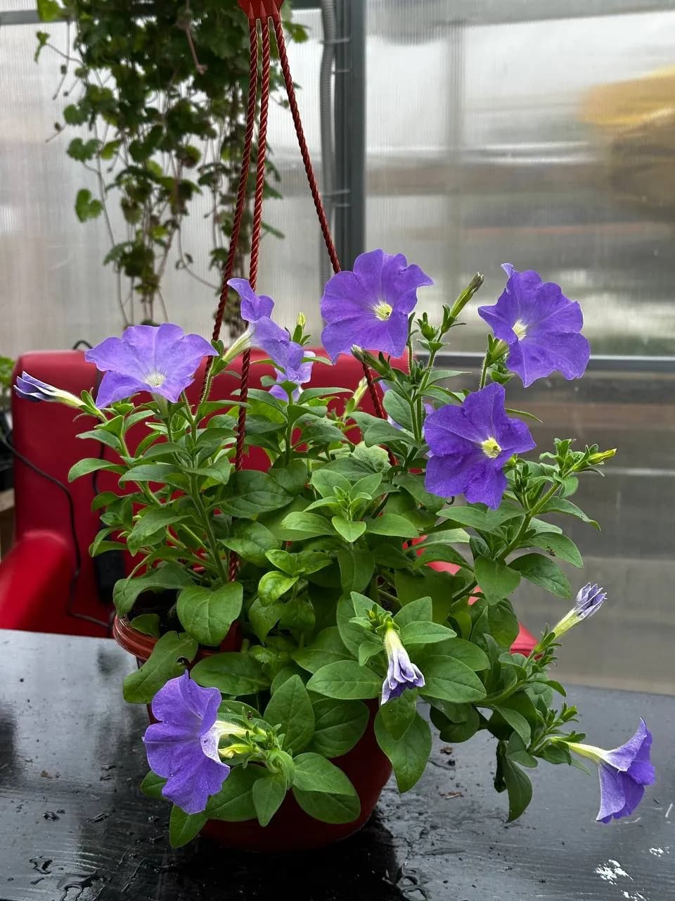 Петуния Смесь, кашпо D16