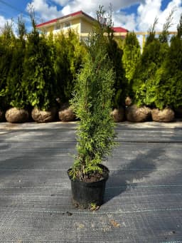 Туя западная "Смарагд"