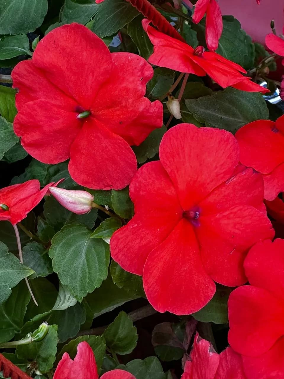 Бальзамин Валлера микс, кашпо D16