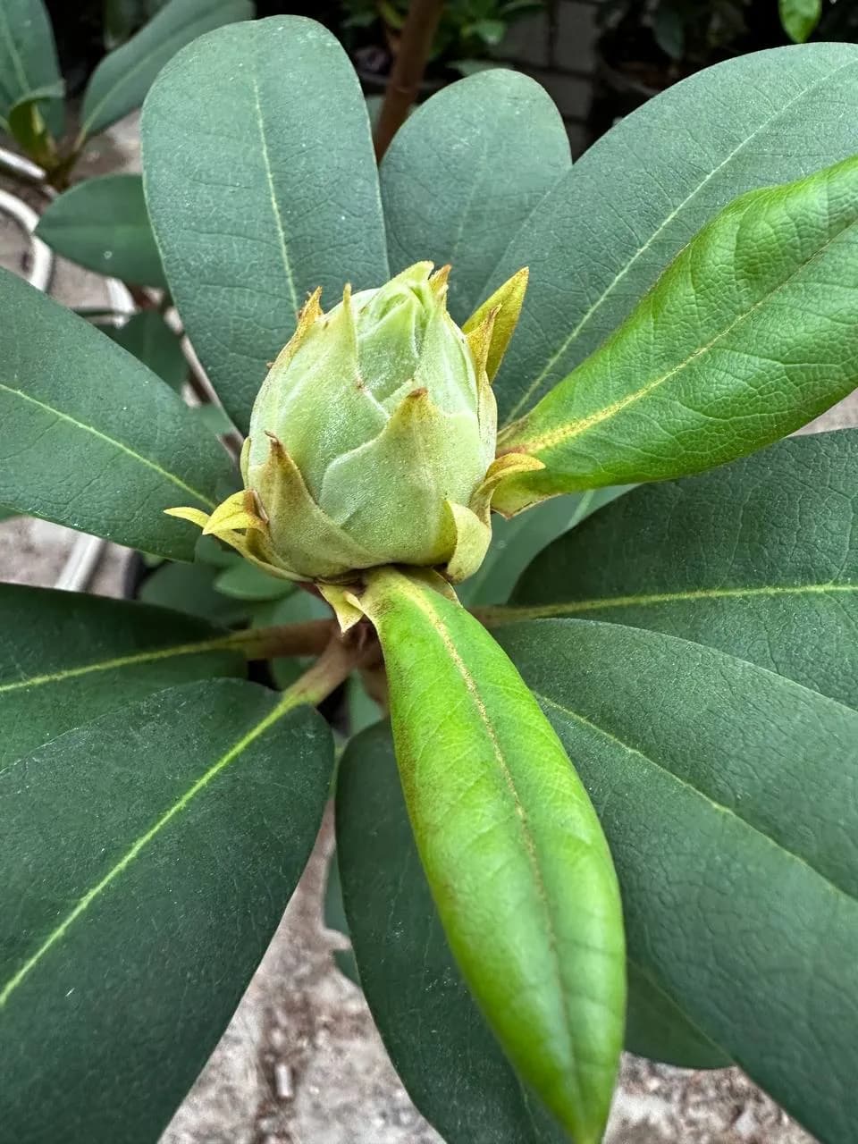 Рододендрон гибридный