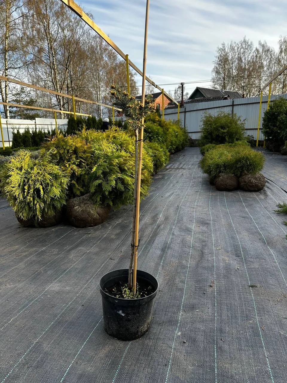 Ель колючая "Глаука Глобоза"