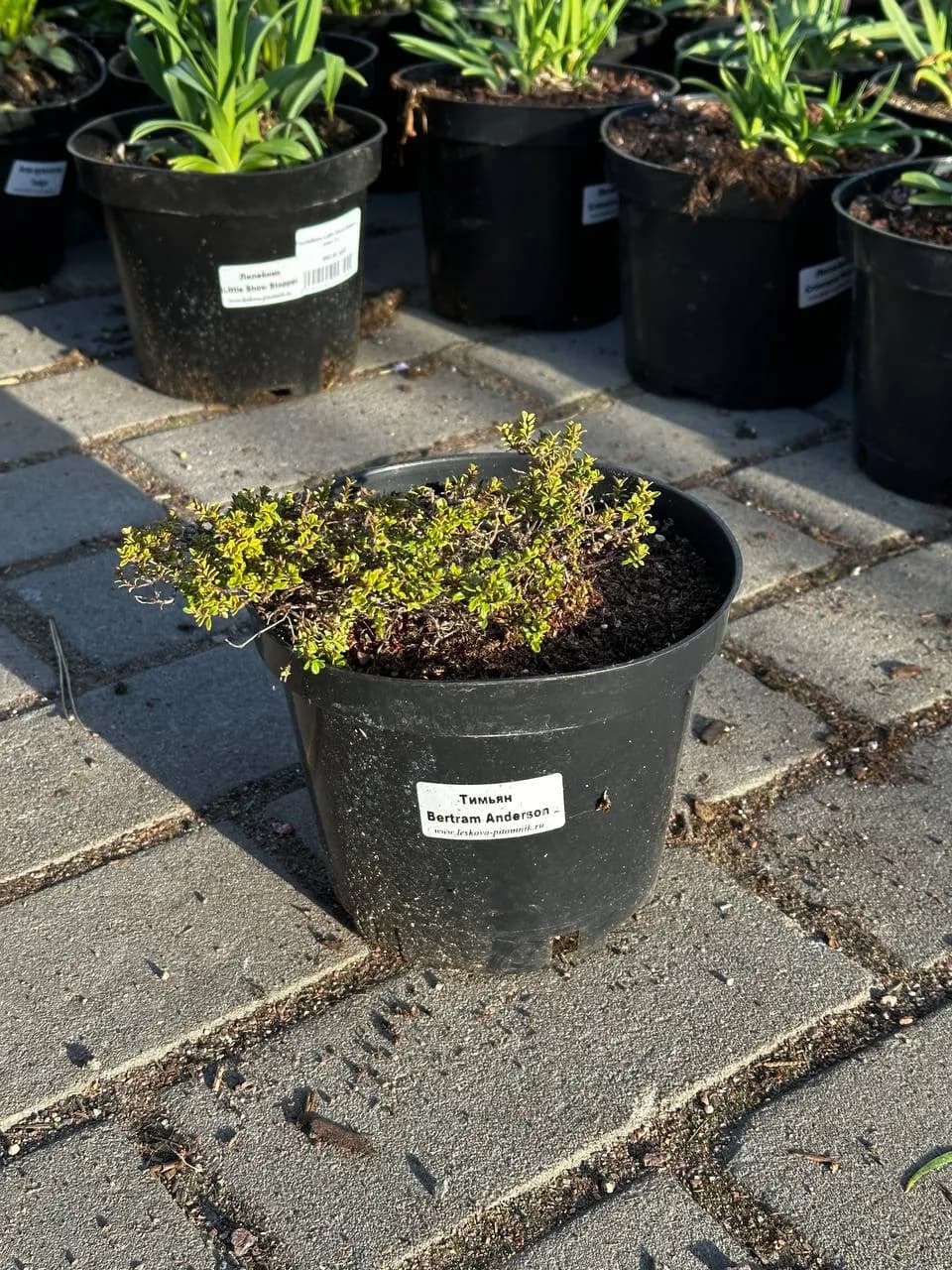 Тимьян Bertram Anderson конт 2-3 л