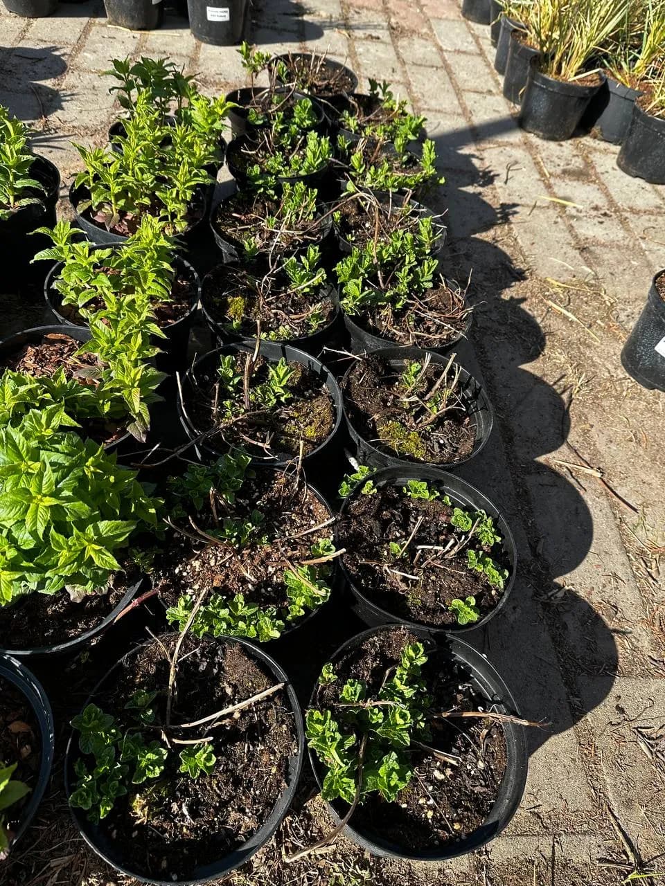 Мята перечная конт 2-3л