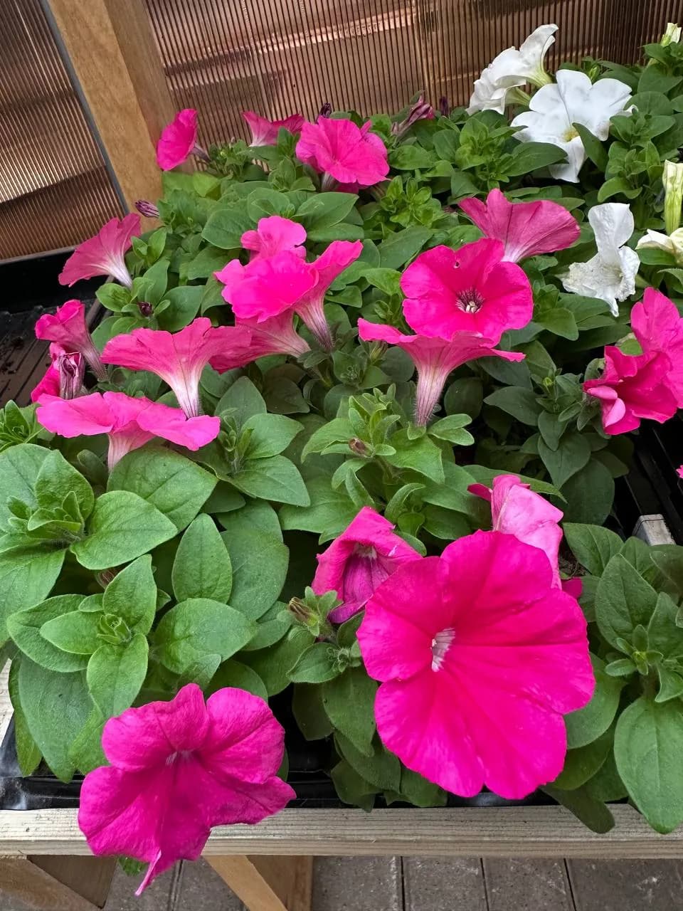 Петуния смесь, Е6