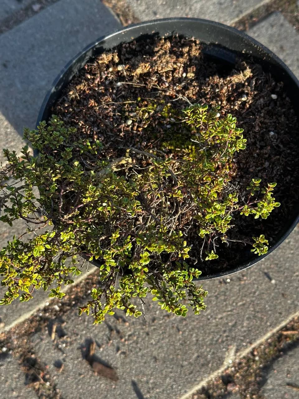 Тимьян Bertram Anderson конт 2-3 л