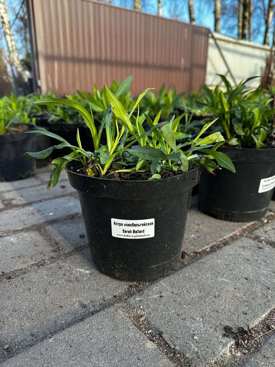 Астра ново-бельгийская Sarah Ballard конт 2-3л