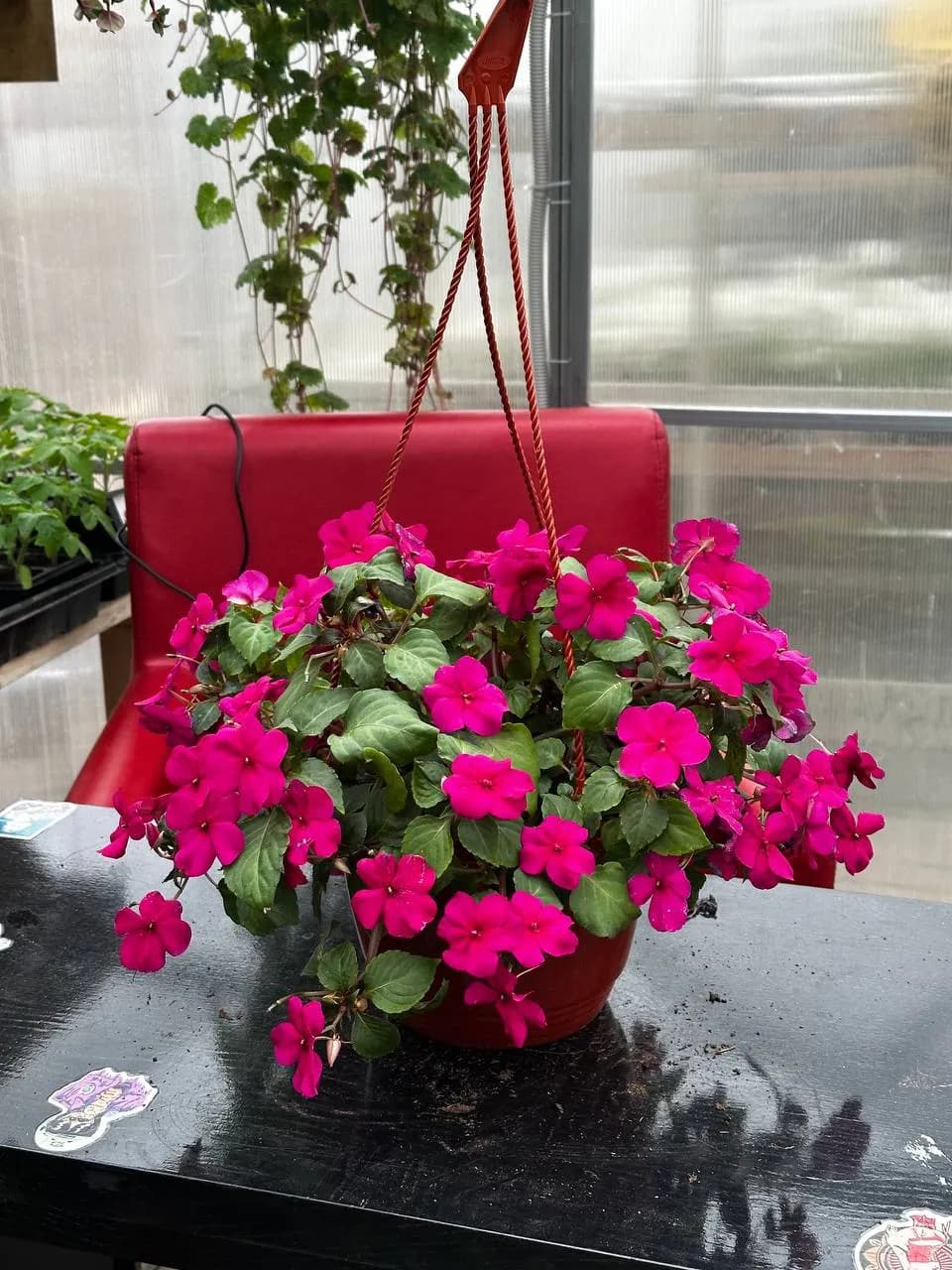 Бальзамин Валлера микс, кашпо D16