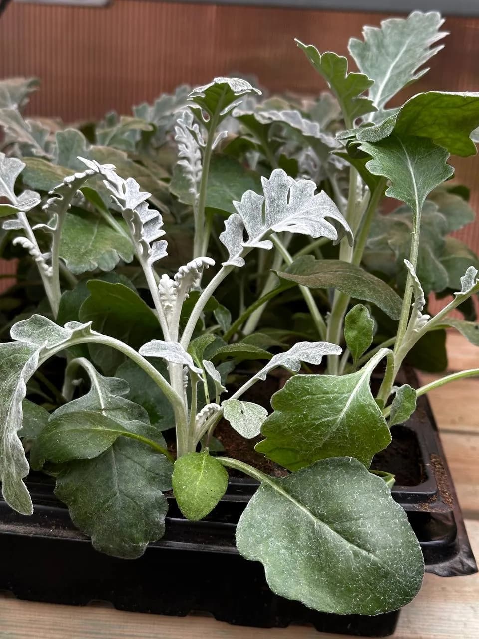 Цинерария Смесь ,Е6