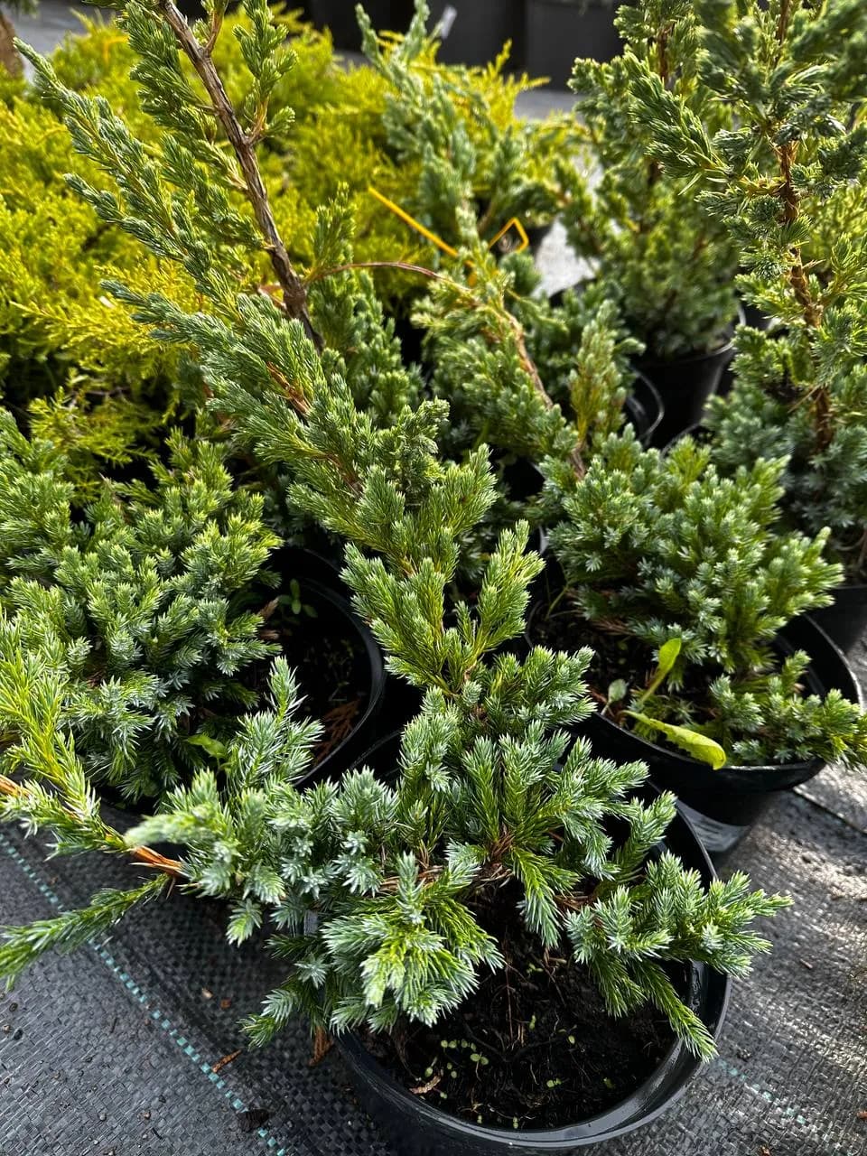 Можжевельник чешуйчатый "Блю Спайдер"