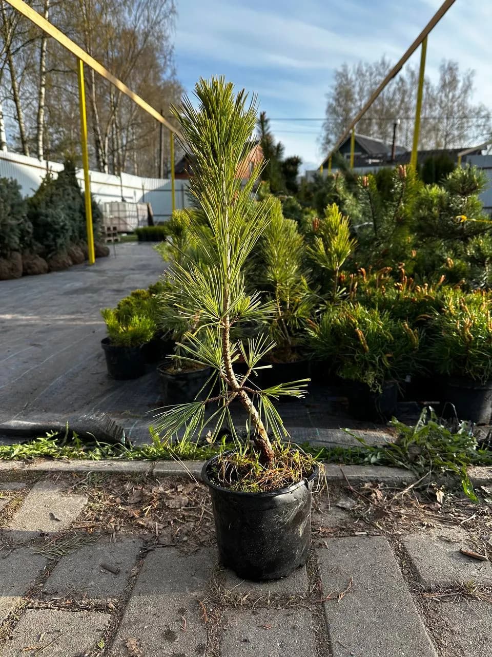 Сосна гибкая "Глаука"