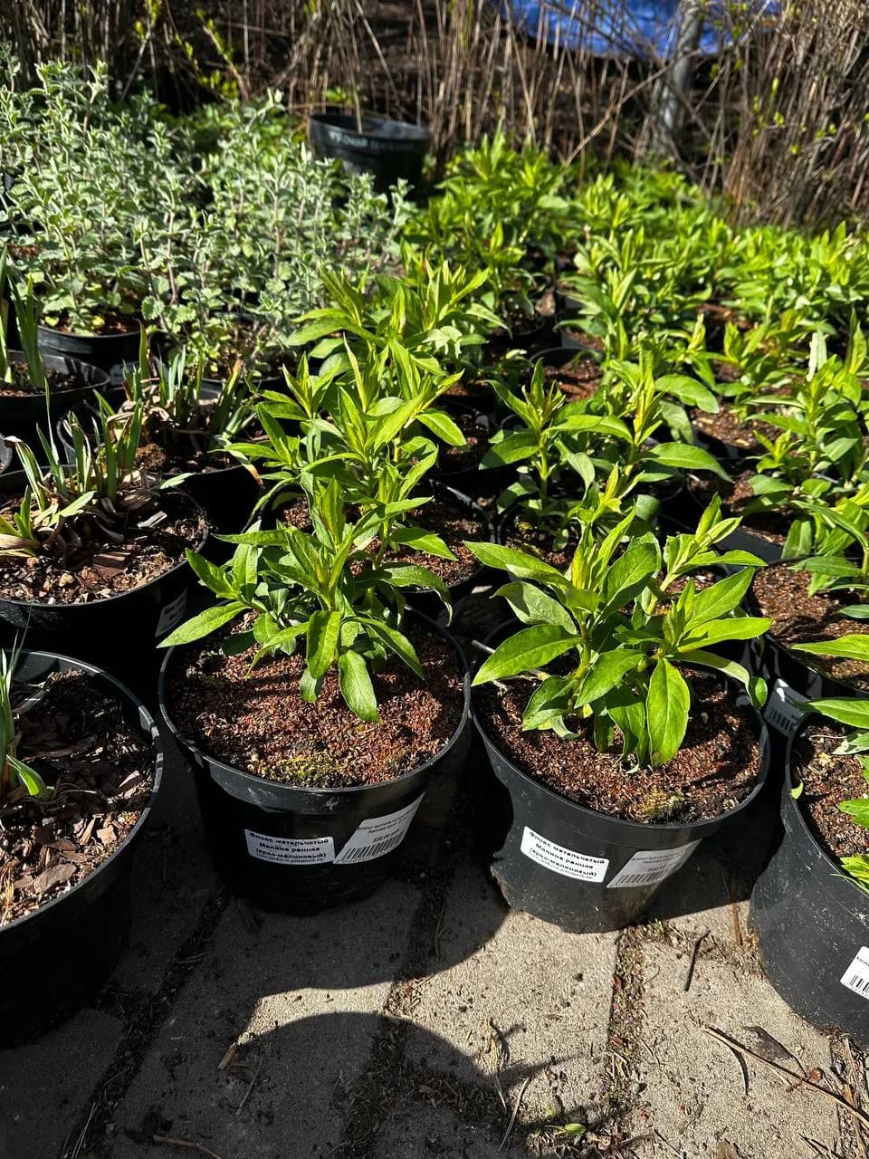 Флокс метельчатый Малина Ранняя конт. 2-3 л