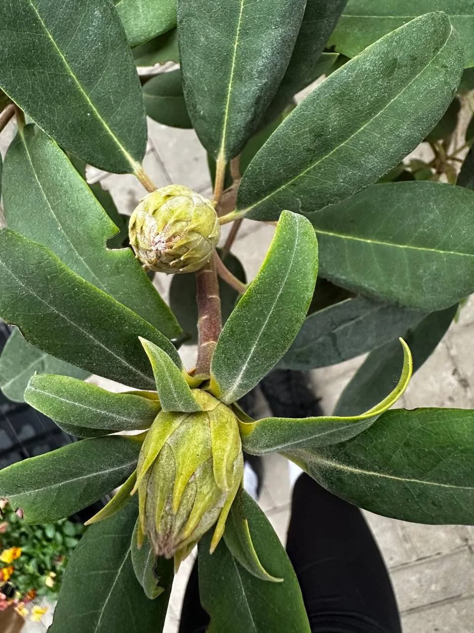 Рододендрон гибридный "MARIE FORTIE"