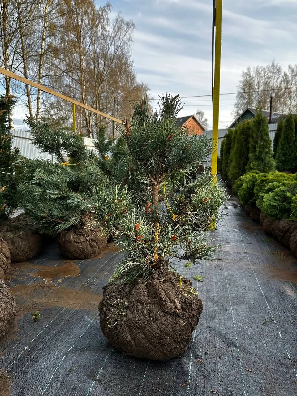 Сосна обыкновенная "Ватерери" 60-80