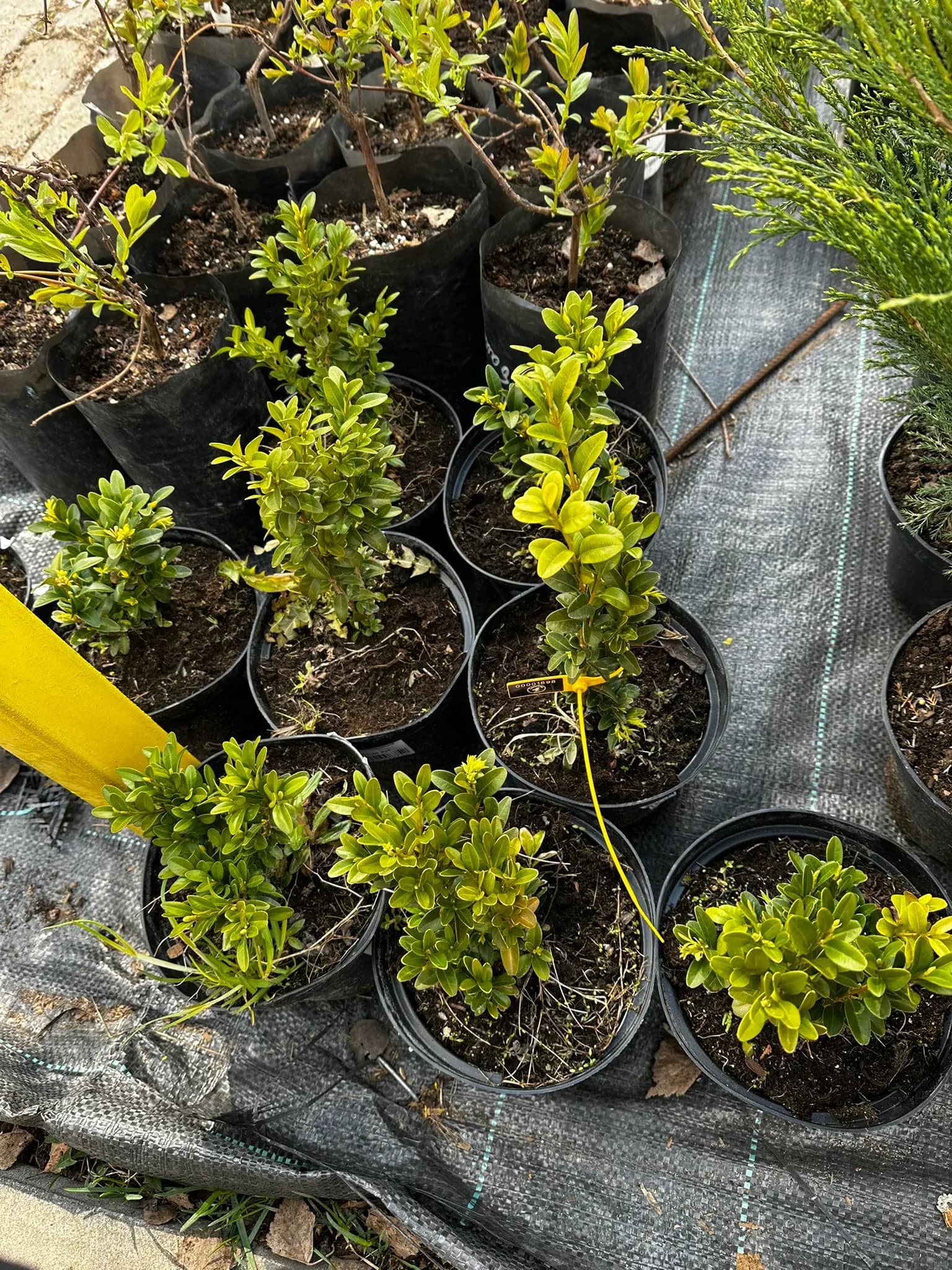 Самшит вечнозелёный