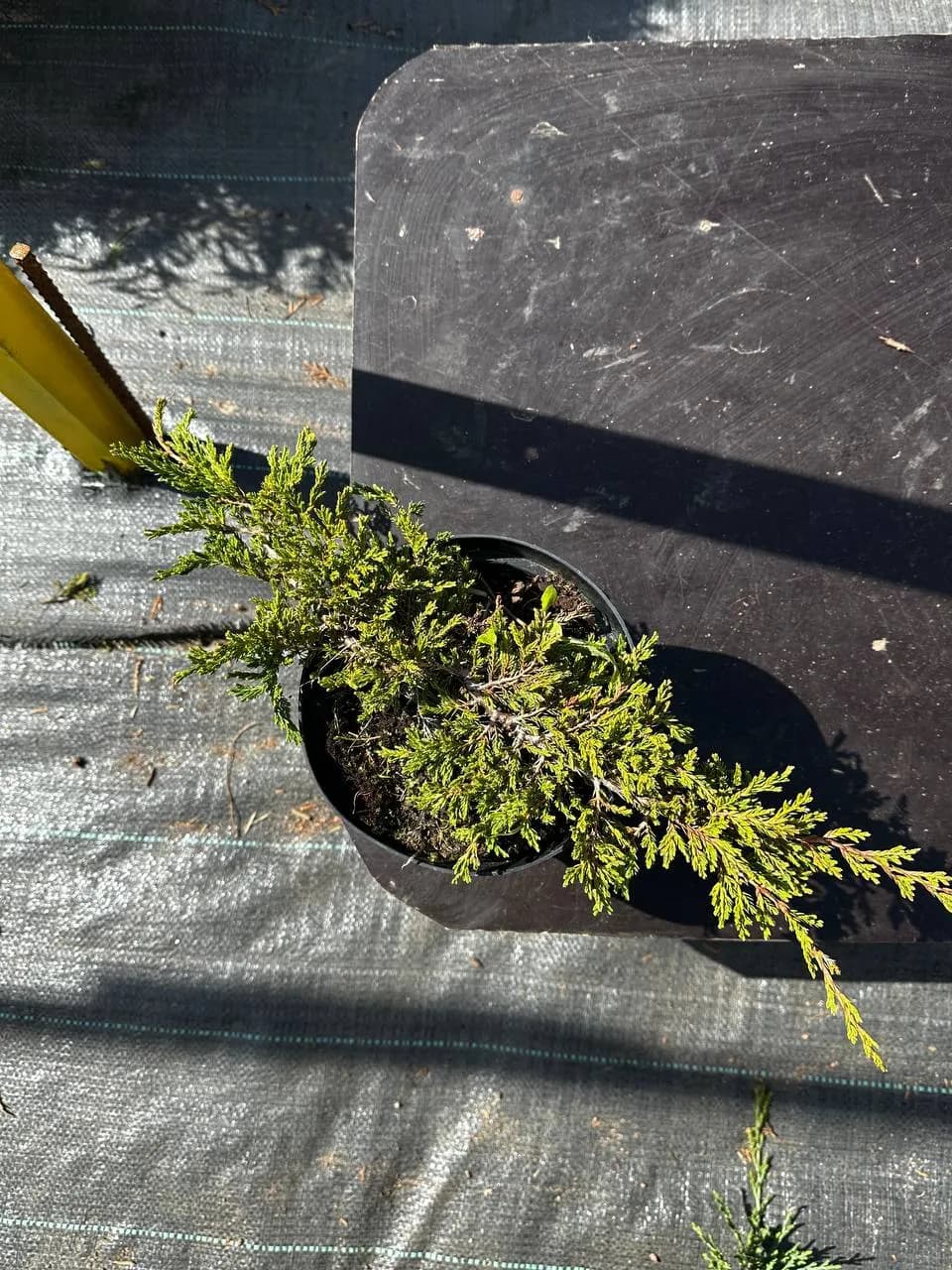 Можжевельник горизонтальный "Принц оф Уэльс"