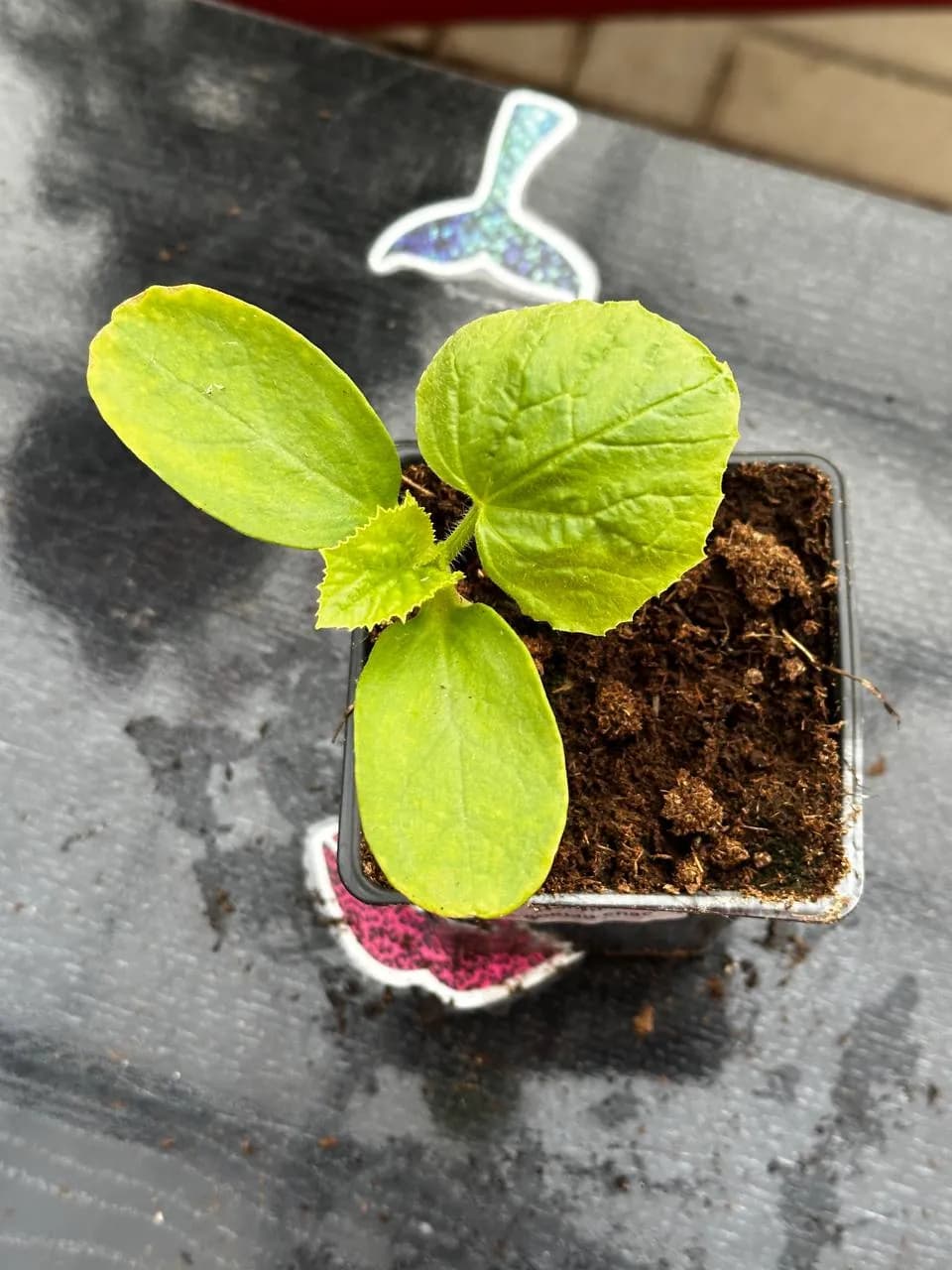 Дыня смесь, P9