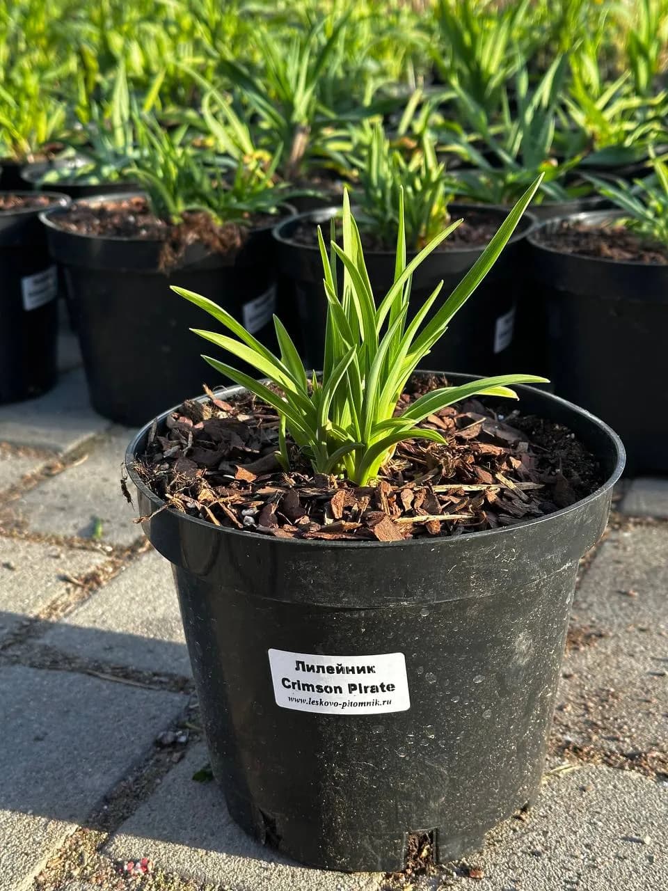 Лилейник Crimson Pirate конт 2-3л