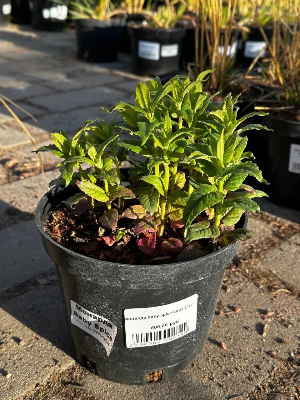Монарда Baby Spice конт 2-3 л