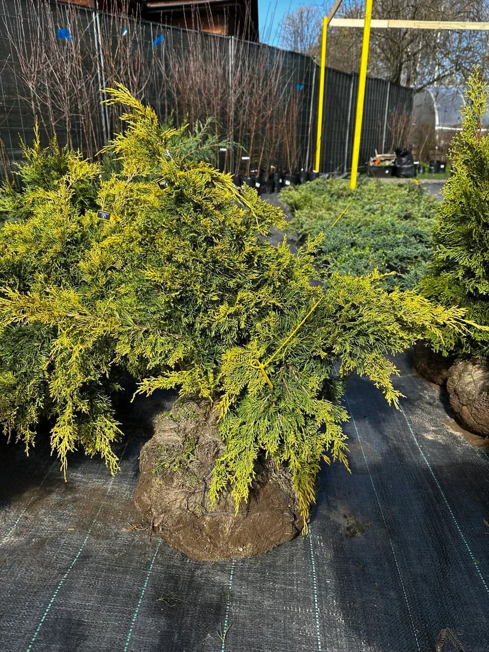 Можжевельник средний  "Пфитцериана Ауреа" 60-80