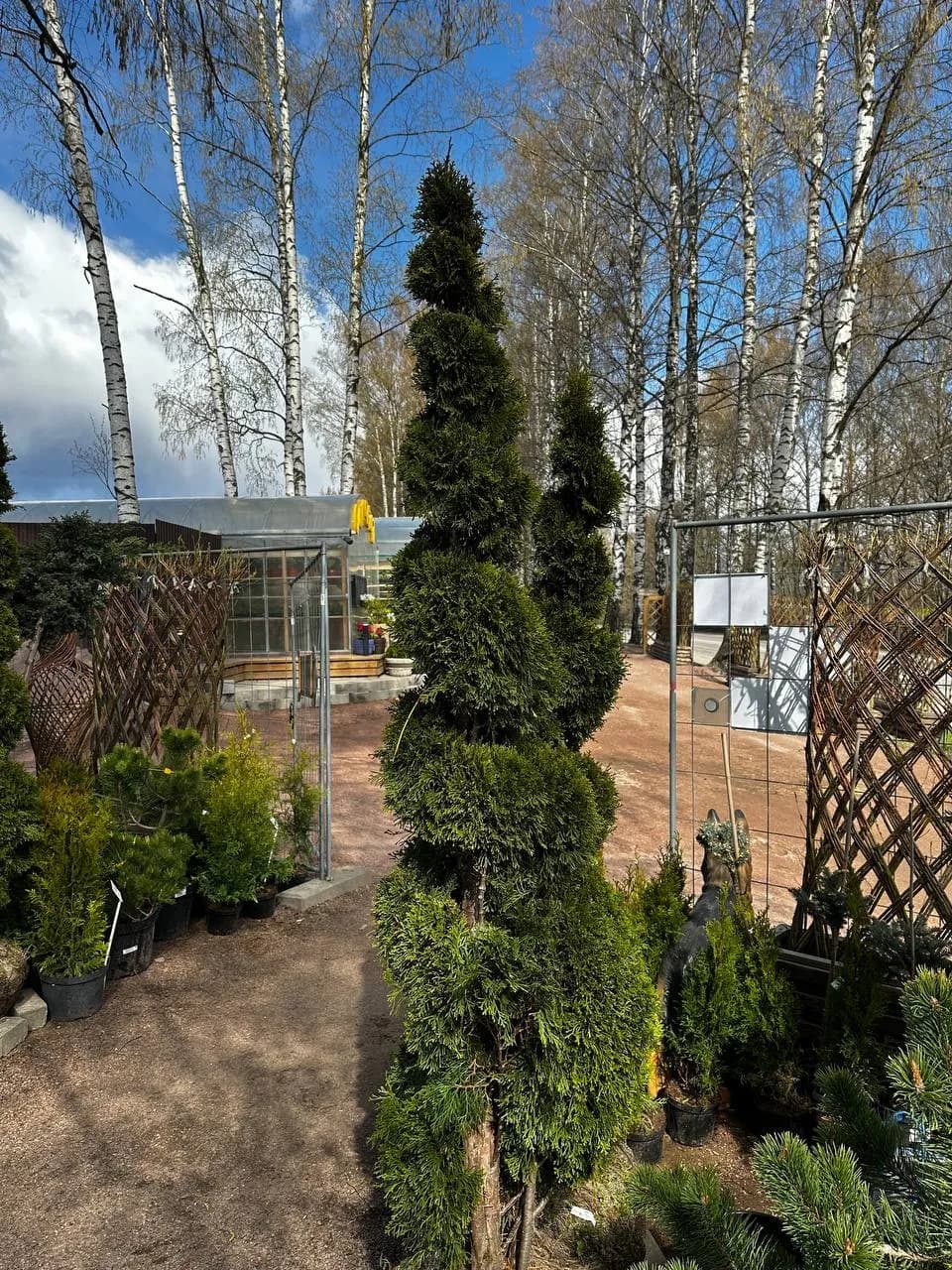 Туя западная  "Смарагд" стрижка спираль В 140-160