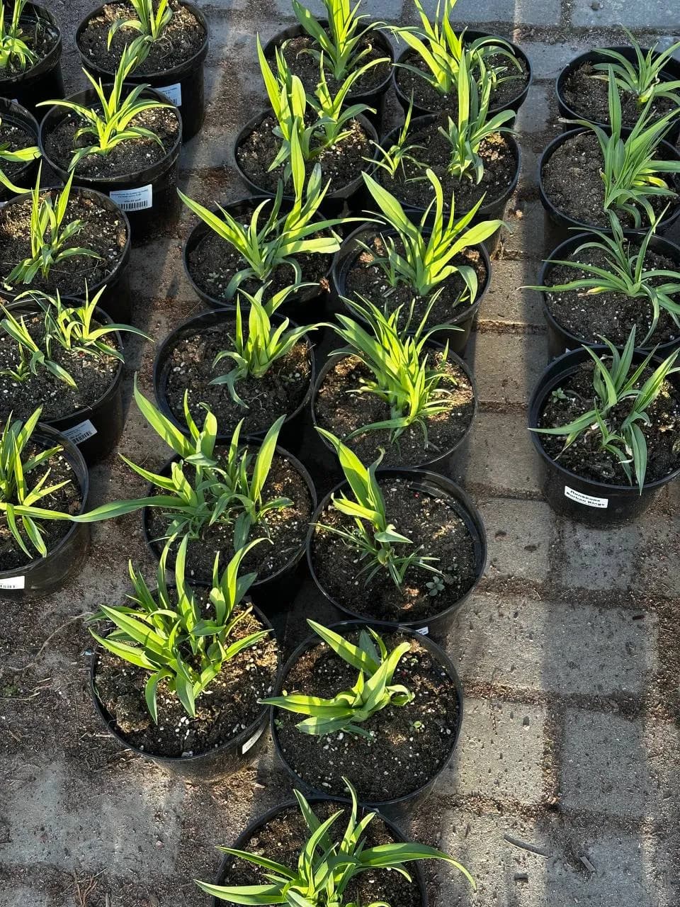 Лилейник Black Prince конт 2-3л