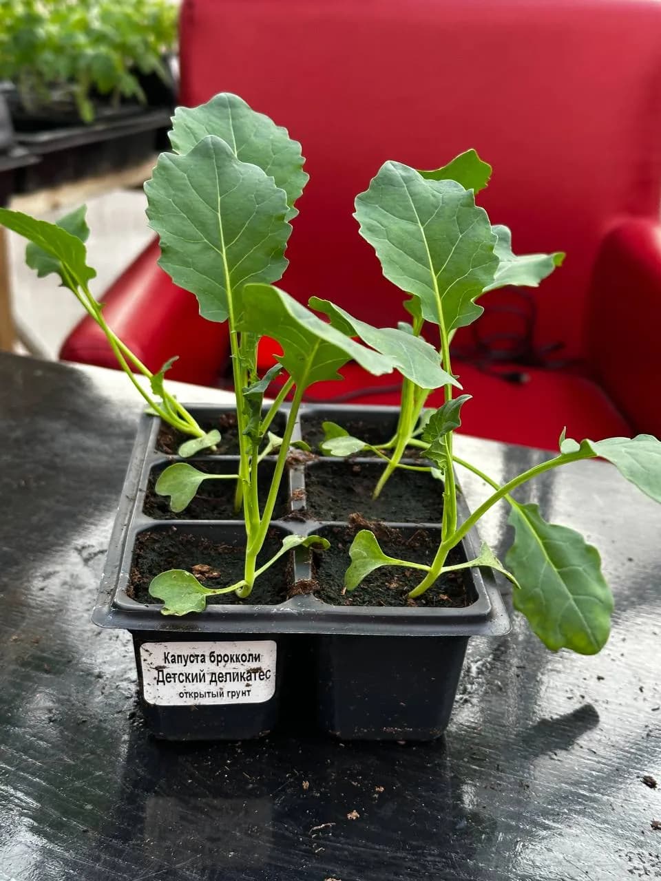 Капуста брокколи Е6