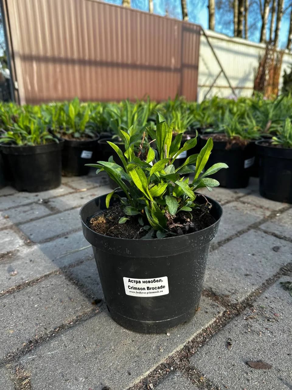 Астра ново-бельгийская Crimson Brocade конт 2-3л