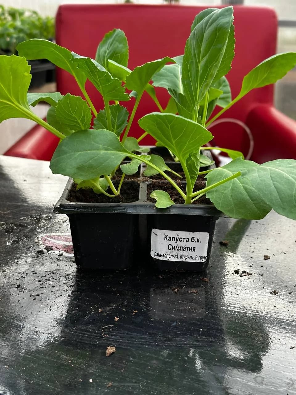 Капуста белокочанная Е6