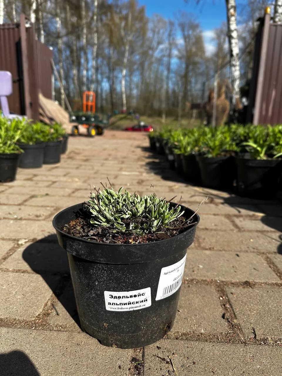 Хоста White Feather конт 2-3л