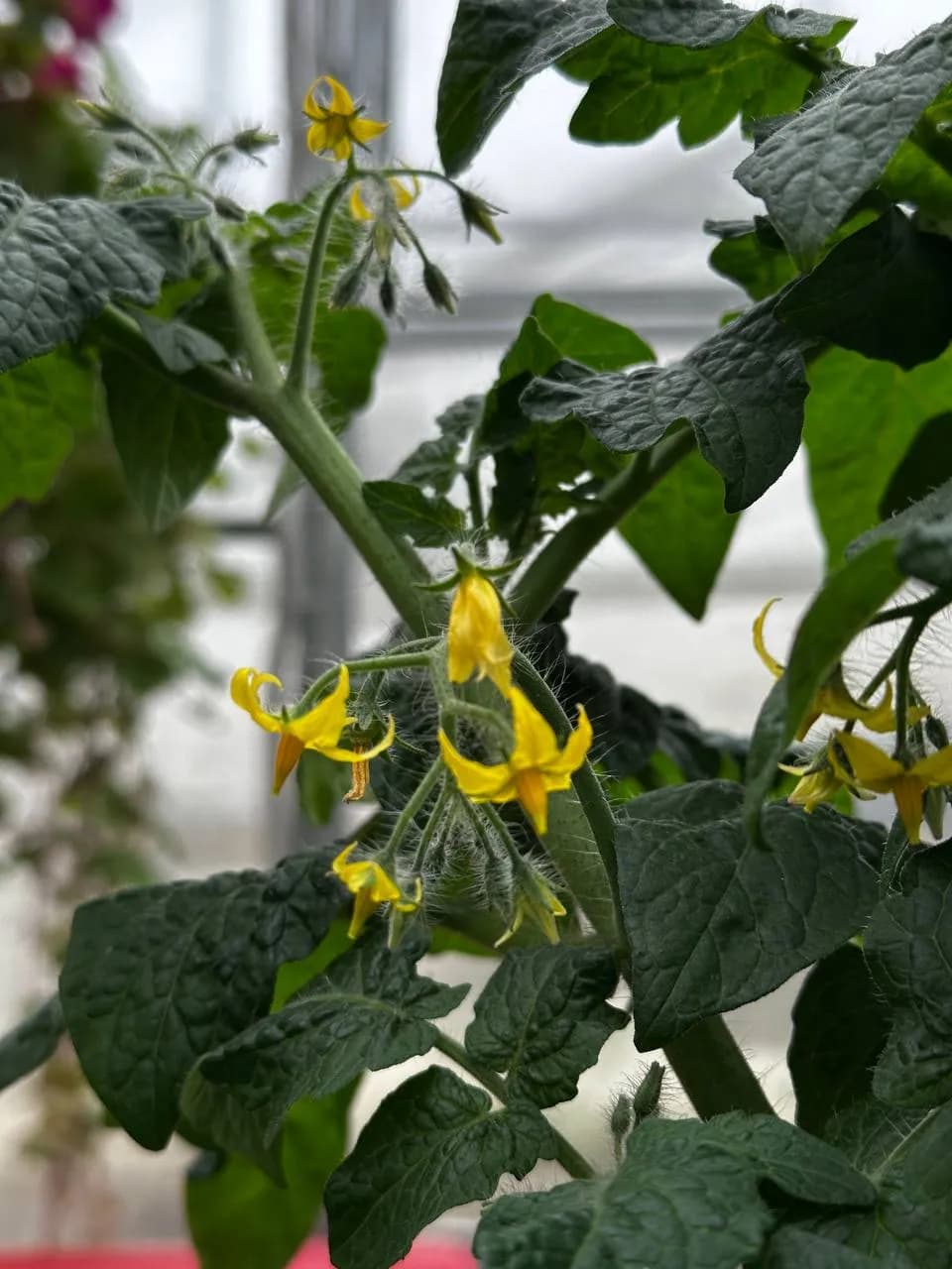 Томат (Балконная серия) D18